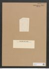 Diatomeae indet. Zeichnungen Sammlung Grunow Nr. 2591 (NHMW-BOT-W0369782)